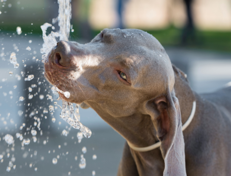 Top tips to surviving summer with your four legged friends PIAA